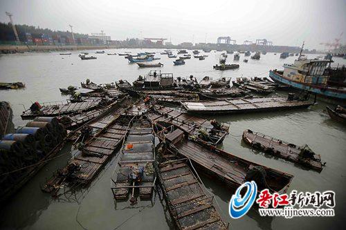金井围头码头，渔民在加固船只