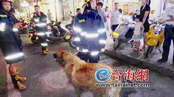 大狗闲逛 市民惊慌
