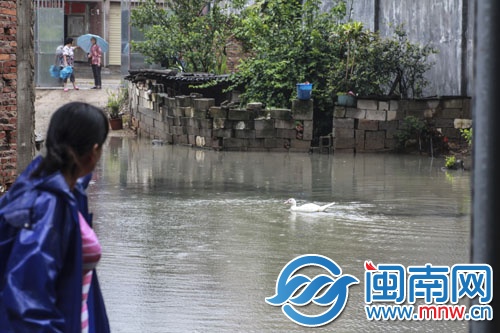 常泰街道,民房院子积水太深成了水塘,鸭子在里面游泳
