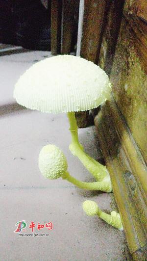 自家墙缝长“黄菇”