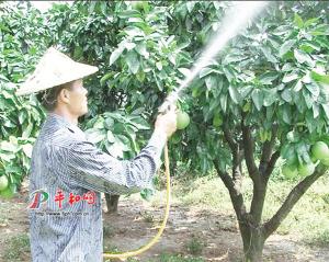 平和：喷洒蜜柚