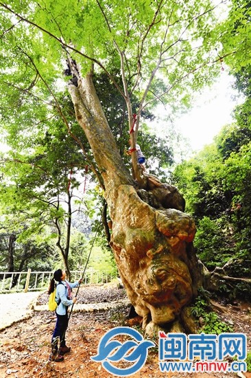 龙岩评选第二批“古树王”