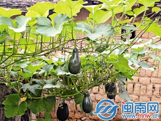 夏至到,应季瓜果豆类丰富,蒲瓜也长势腾腾(摄于惠