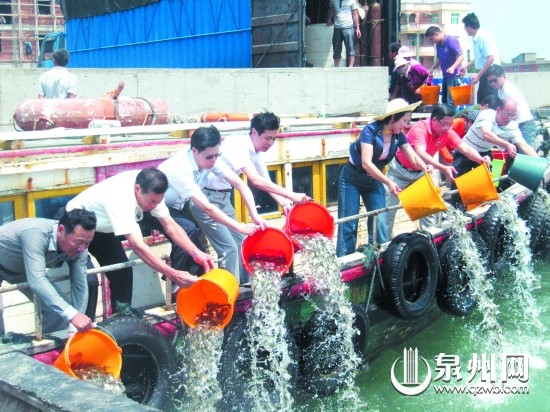 近百万尾体长5厘米以上的黄鳍鲷苗种被放流在湄洲湾