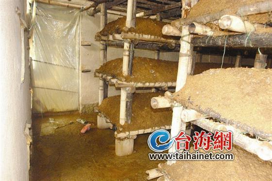 漳州一家3口倒在蘑菇房