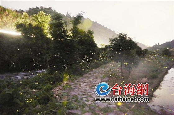 夏季到南靖 来看萤火虫