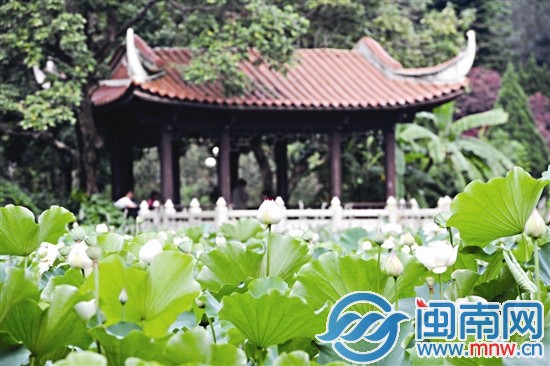 泉州市区东湖公园荷花开放
