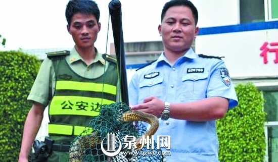 蛇长2米有余，皮色斑斓鲜艳，无毒