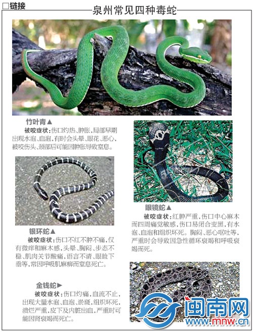 泉州常见四种毒蛇