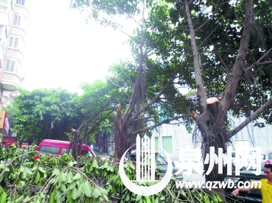 原本长得十分茂盛的行道树，被修得乱七八糟