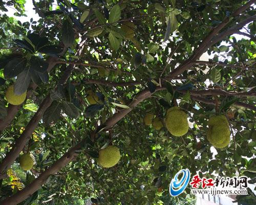 晋江不少小区里种果树 果实成熟了居民能不能