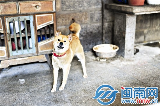 看到记者的相机，这只咬伤小梦的黄狗，露出尖牙，看