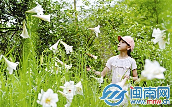 云溪村开了一大片的野百合