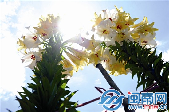 林美州家的两株百合今年开花数十朵