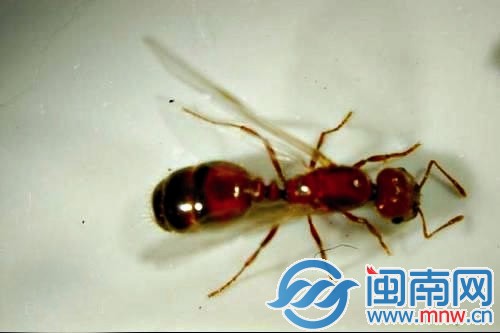 红火蚁