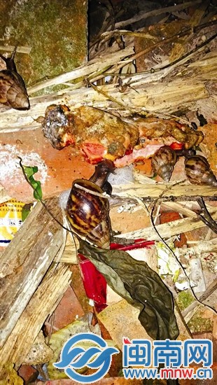 数只非洲大蜗牛出现在废墟中