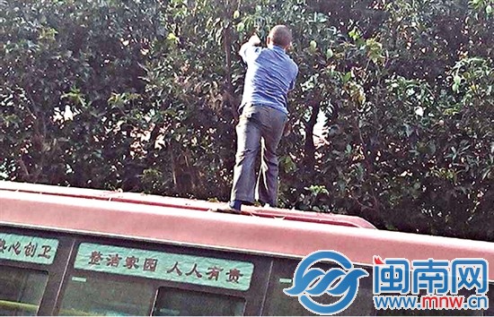 公交司机摘芒果一幕被网友拍下