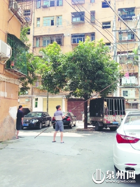 在市区大淮新村里，一位居民拿竹竿钩芒果。