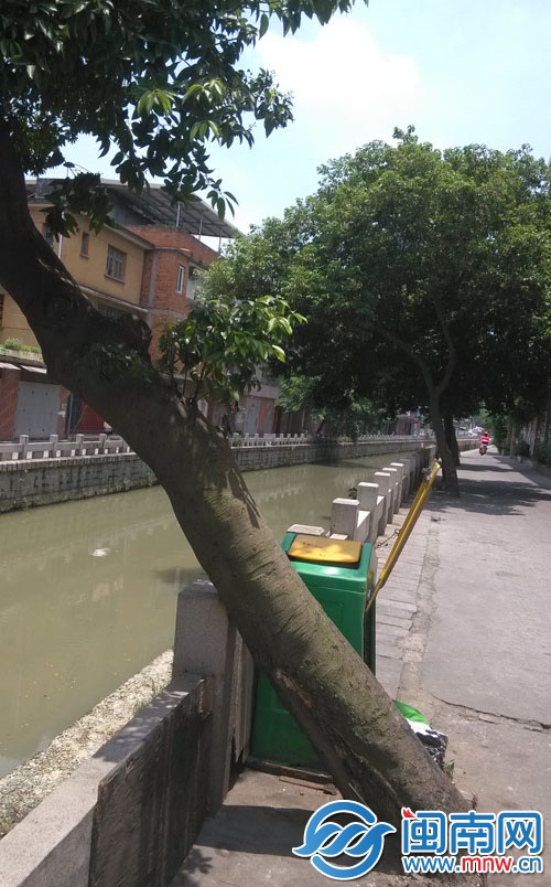 碗口粗的大树倚靠栏杆上