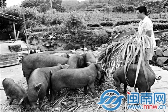 毕业后,柯旭辉在安溪当起猪倌