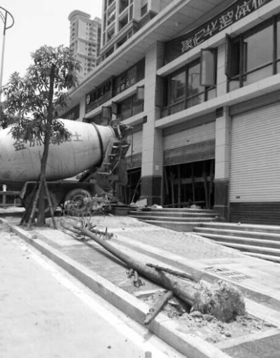 绿化树倒半个月无人“扶”