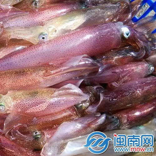 东山特产正宗小管 上闽南商城订购渔家美味(图)