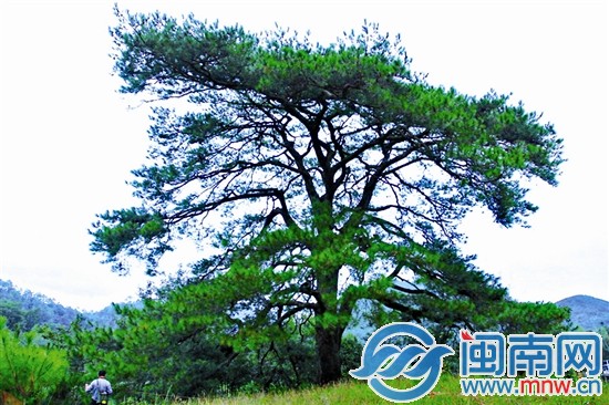 其他古树不服？来攻擂吧!