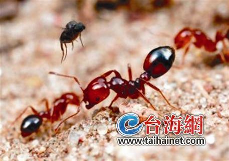 漳州平和坂仔镇一农妇遭恙虫叮咬身亡
