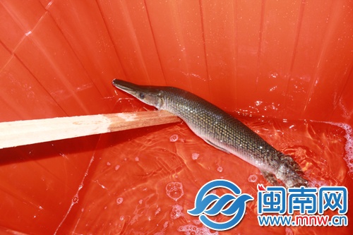 雀鳝藏水池 偷吃池中鱼