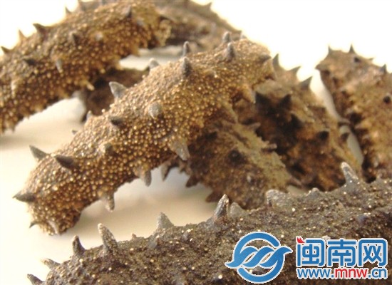 海都鼎贵团海参直销会 真正实现物美价廉 2