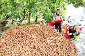 荔枝丰收时2
