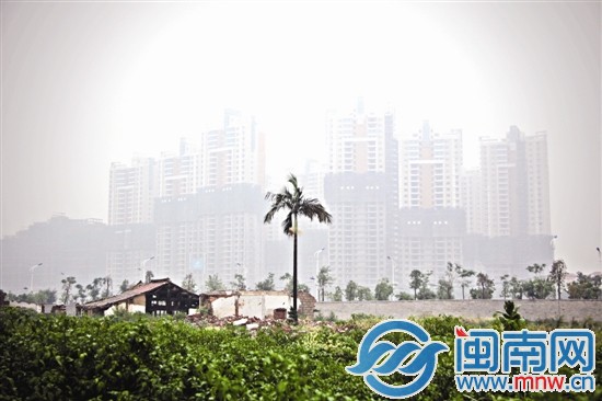 一棵被留下的热带植物与远处的楼盘遥遥相望