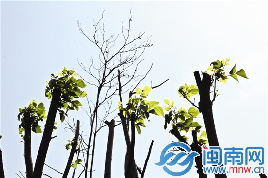 新植的树木被砍去斜枝