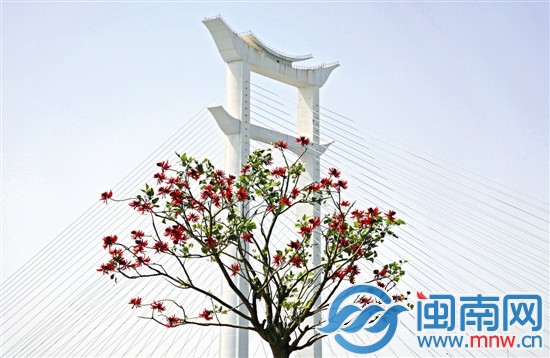 晋江大桥下盛开的刺桐花