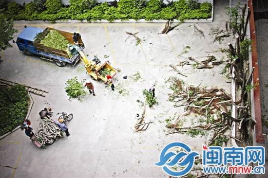 绿色植物过分生长的部分被机器碾为齑粉