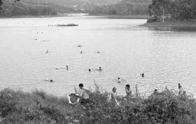 在省新镇细坑水库,来游泳的市民络绎不绝。