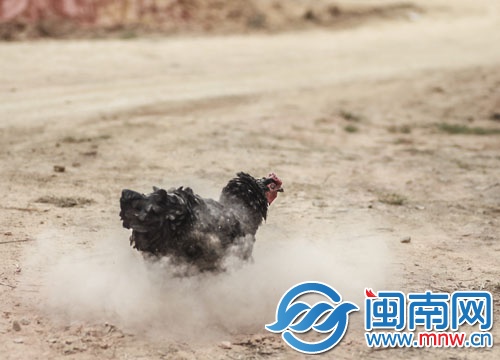 一只鸡在炽热的地上做起了沙浴