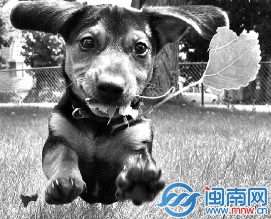 别被它们可爱的样子迷惑了，千万别轻易挑逗陌生狗狗