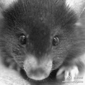 甘肃省玉门现鼠疫致1人死亡