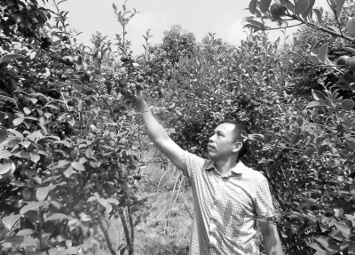 郭建远观察油茶果，对今年的长势很满意。