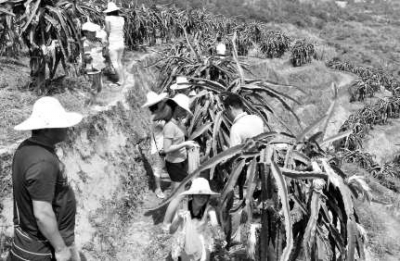 翔云红心火龙果大丰收