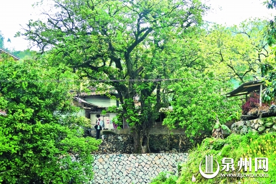 南安蓬华大演村的千年重阳木依旧生机勃勃