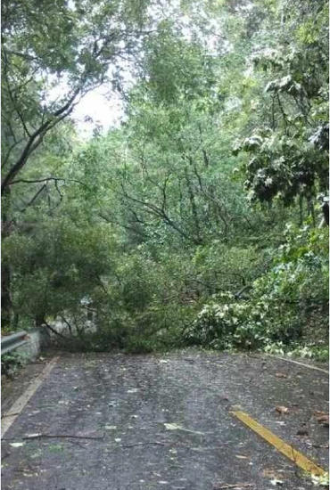 鼓山公路树被吹倒