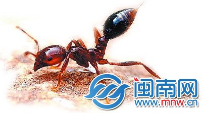 红火蚁尾部有螫针