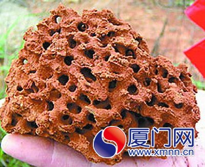 红火蚁对农田、堤坝等破坏严重