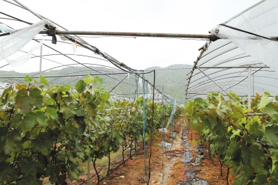 丰州闽丰葡萄园大棚棚顶被大风摧毁。实习生李想摄