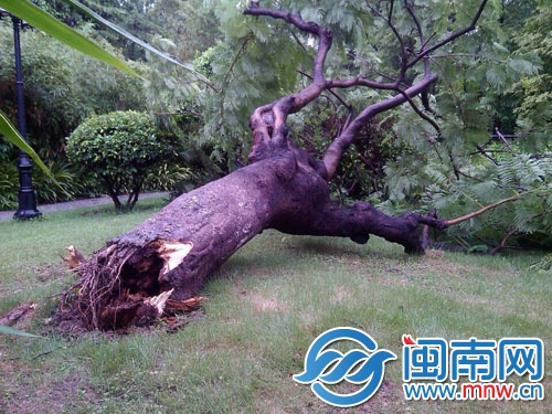 凤凰木树干已经被蛀空，大风一刮就倒了