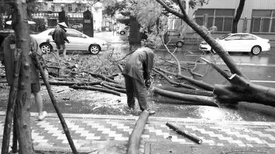 园林工人正在锯市体育馆前倒下的树（市政局供图）。